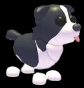 Full Grown Ride Border Collie