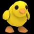 Full Grown Chick